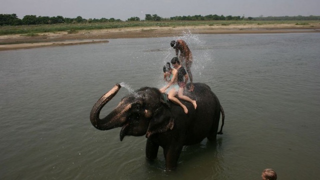 Elephant Bath In Chitwan National Park