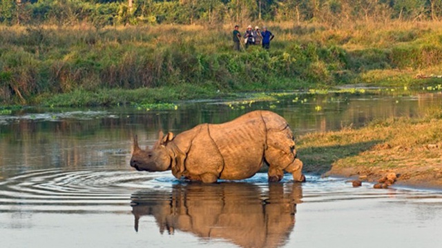 One Horned Rhinoceros At Chitwan National Park, Nepal