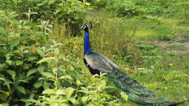 Peacock In Chitwan National Park