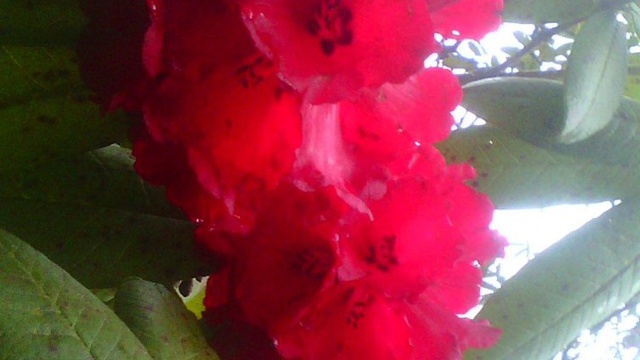 Rhododendron, National Flower of Nepal 