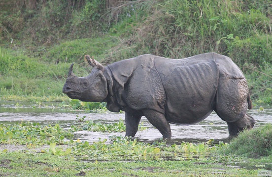 Greater One Horned Rhinoceros In Chitwan National Park, Nepal