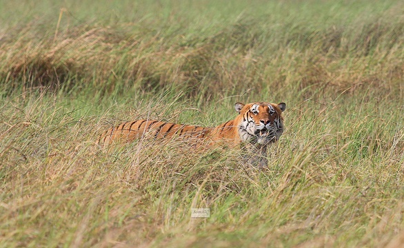 Royal Bengal Tiger In Chitwan National Park, Nepal
