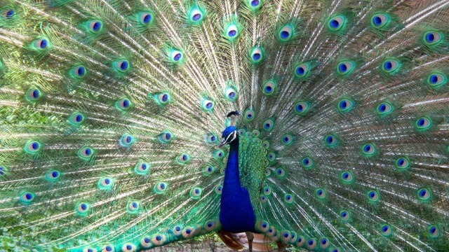 Peacock at Chitwan National Park