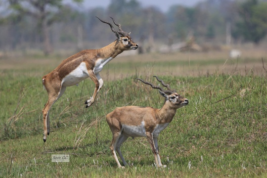 Deer In Chitwan National Park, Nepal